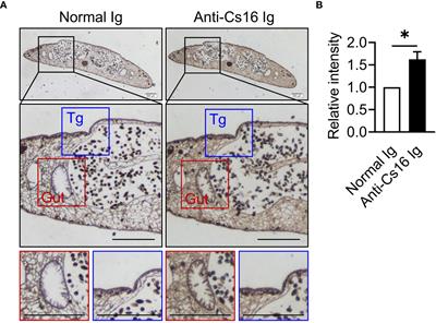 Clonorchis sinensis calcium-binding protein Cs16 causes acute hepatic injury possibly by reprogramming the metabolic pathway of bone marrow-derived monocytes